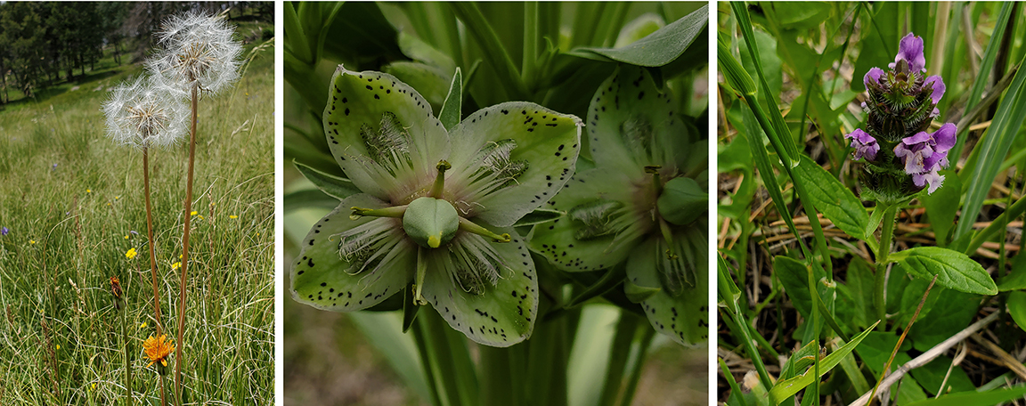 3 mountain flowers, one with purple complex petals, one with white flowers with purple spots, and one with yellow flowers