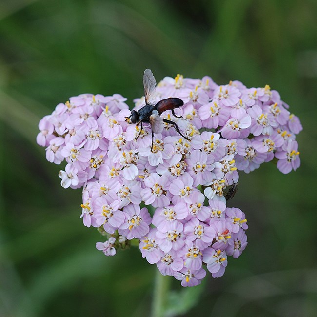 yarrow