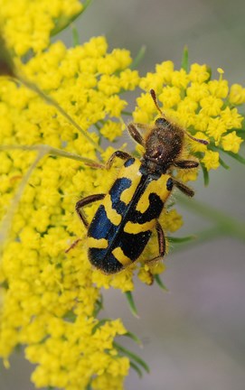 checkered beetle