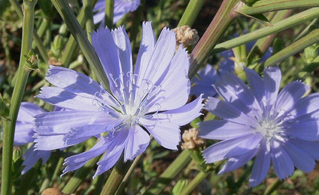 chicory