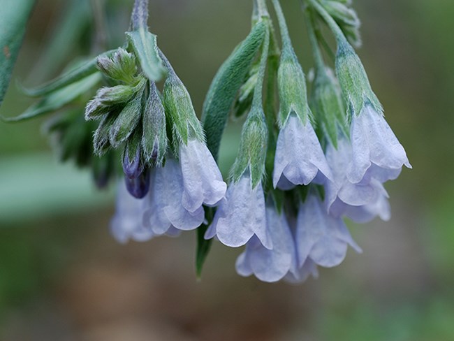 chiming bells cu