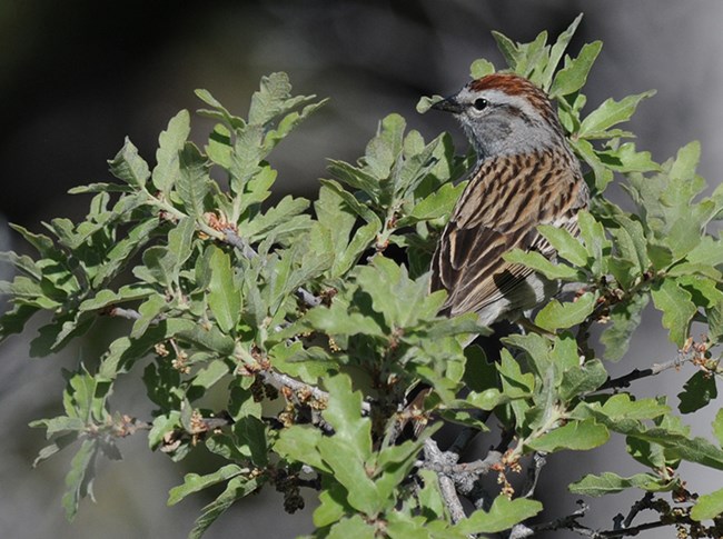 chipping sparrow