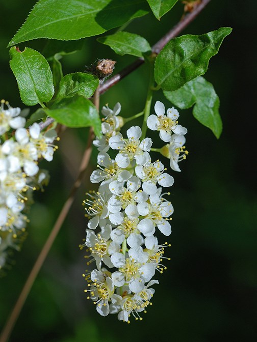 chokecherry