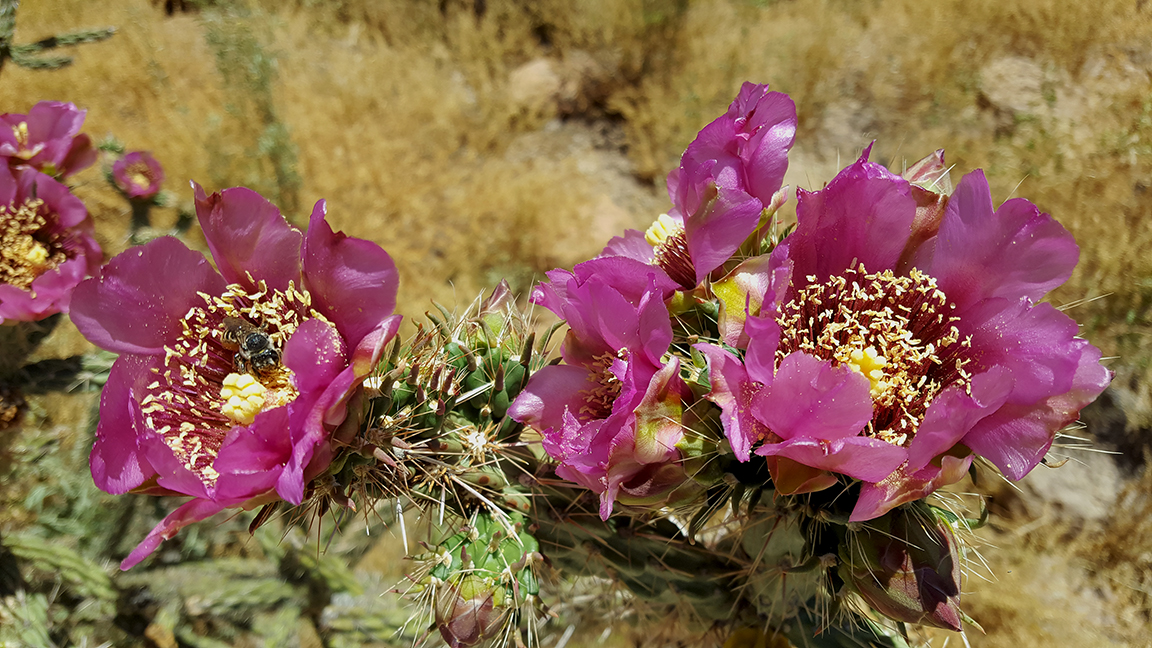 a tall thin cactus with hot pink flowers