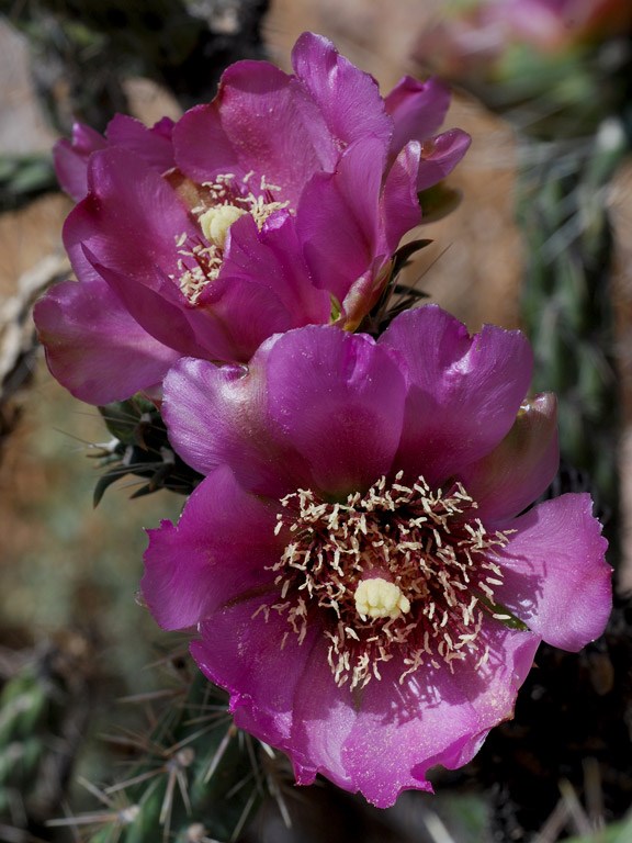 cholla