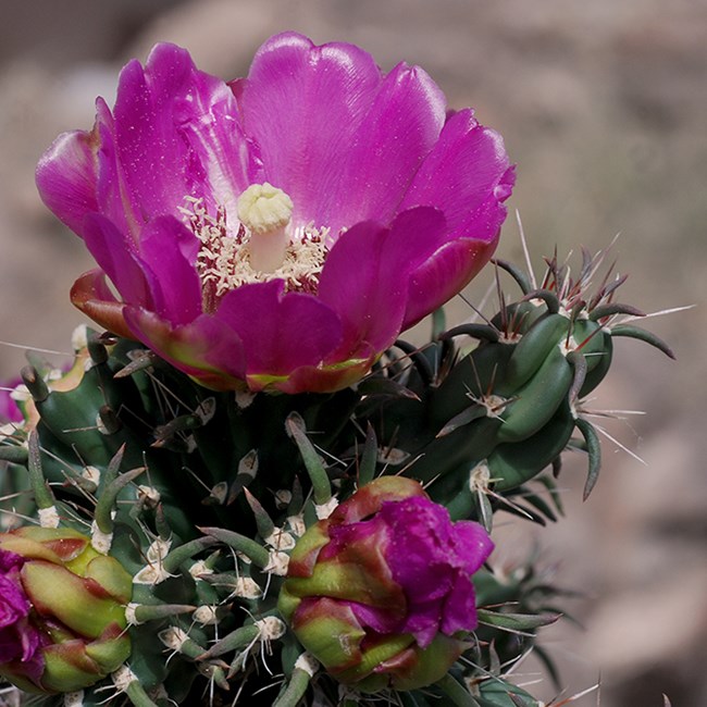 cholla clump