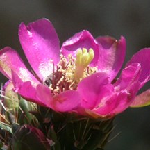 Cholla