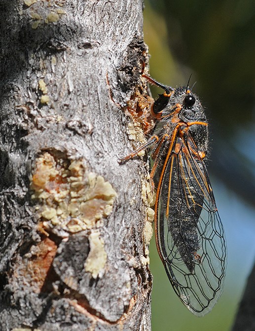 cicada