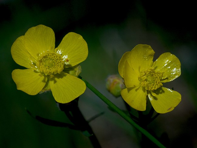 cinqfoil