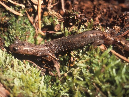 jemez mountain salamander