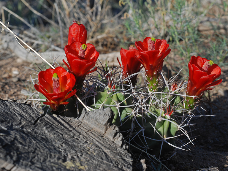 claret cup cactus