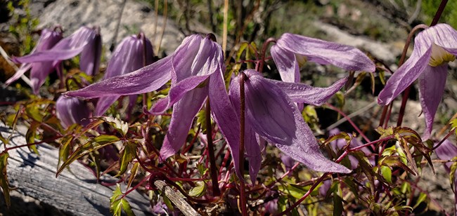 pink flowered vine