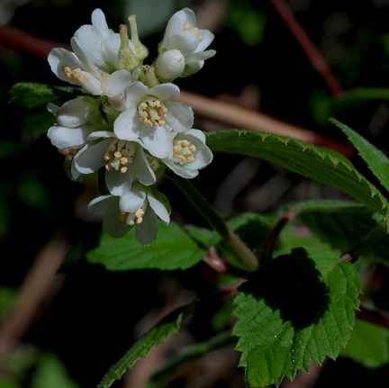 cliffbush 2