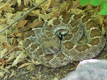 western diamondback rattlesnake