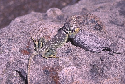 collared lizard