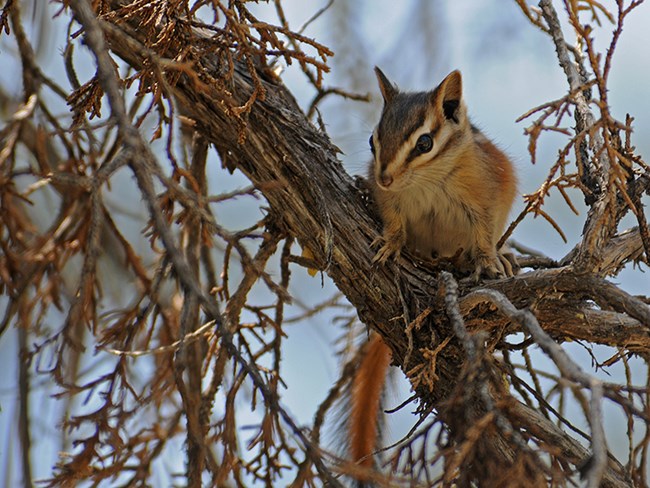 colorado chipmunk 2