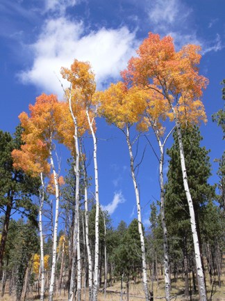 aspens in autumn