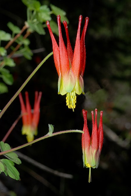 columbine trio