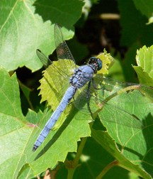 COMANCHE SKIMMER