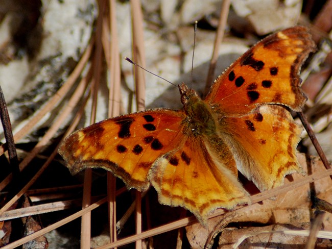 comma on leaves