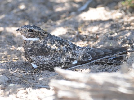 Common Nighthawk