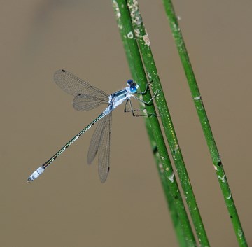 COMMON SPREADWING