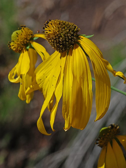 coneflowers