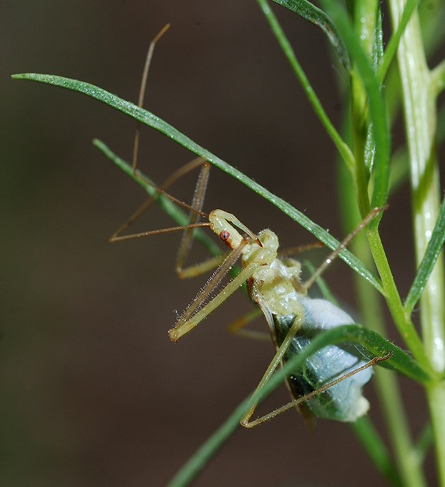 leaf hopper assassin bug