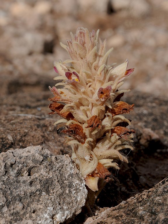cancer root