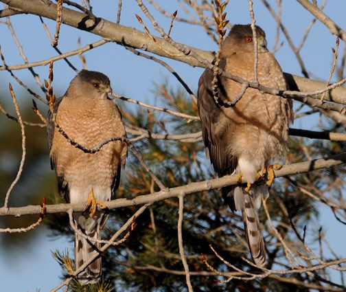 cooper's hawk pair