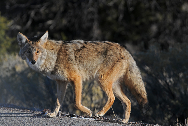 Coyotes - Bandelier National Monument (U.S. National Park