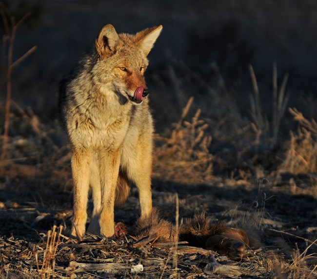 coyote with food coyote with food