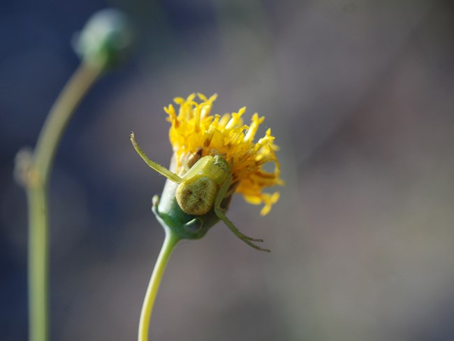 crab or flower spider