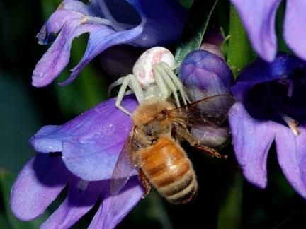 crab or flower spider