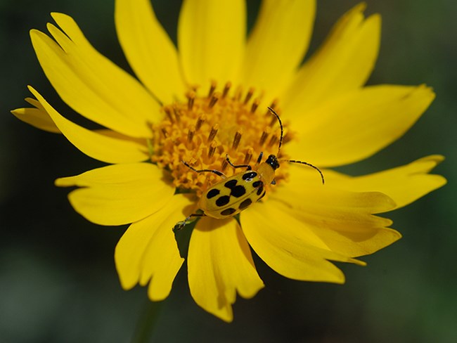 crownpoint daisy