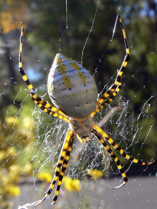 golden orb weaver