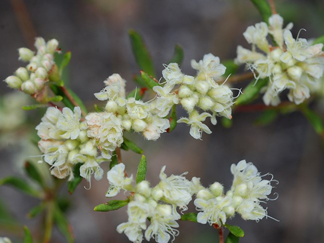 cu buckwheat