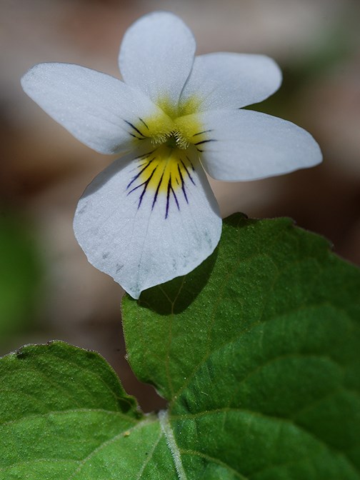 cu canada violet