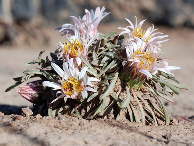 cu easter daisies
