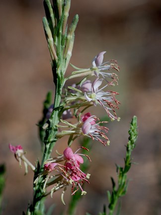 cu gaura 2