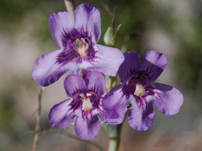 purple penstemon