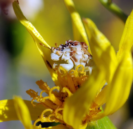 Ambush Bug