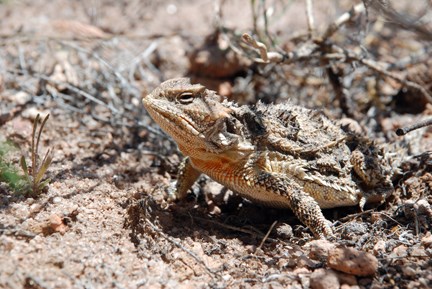 horned lizard