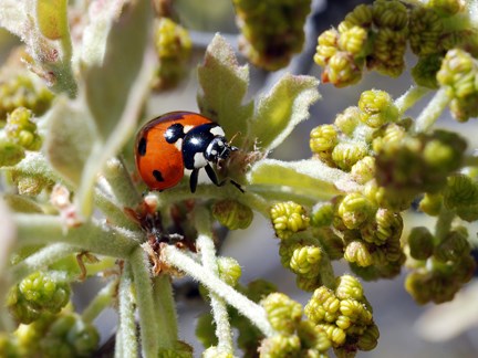 ladybug on oak
