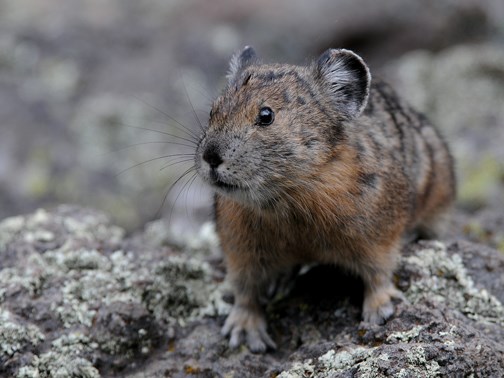 American Pikas - Bandelier National Monument (U.S. National Park Service)