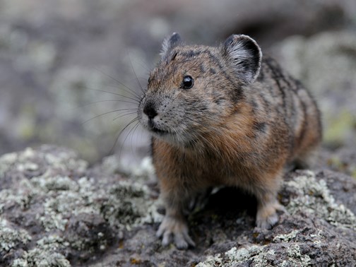American Pika American Pika