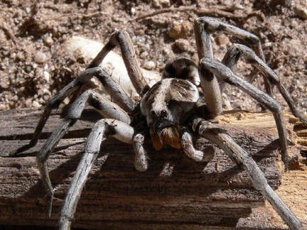 wolf spider