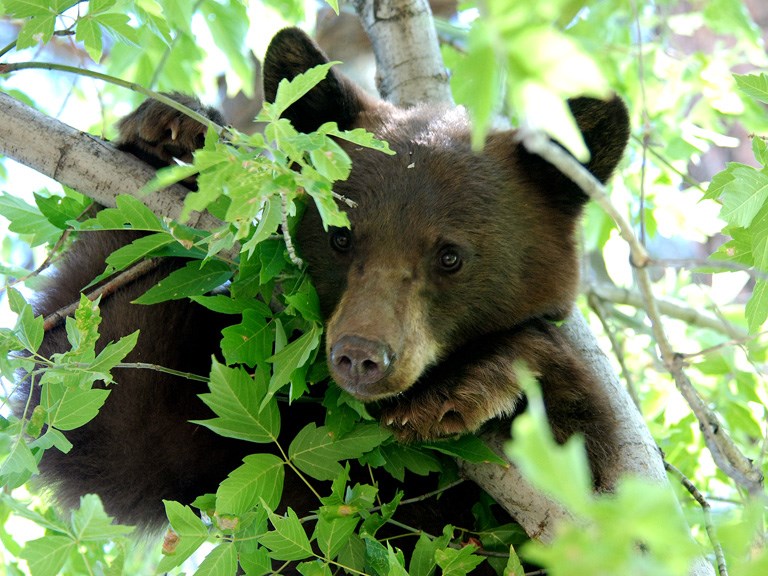 black bear in tree