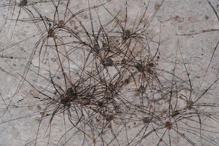 Harvestman spiders