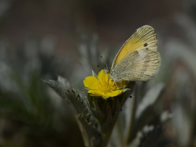 dainty sulphur